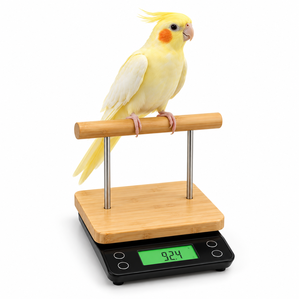 Cockatiel standing on a NEOUZA digital bird scale with bamboo perch
